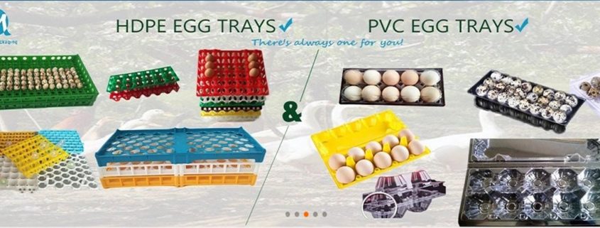 plastic egg tray