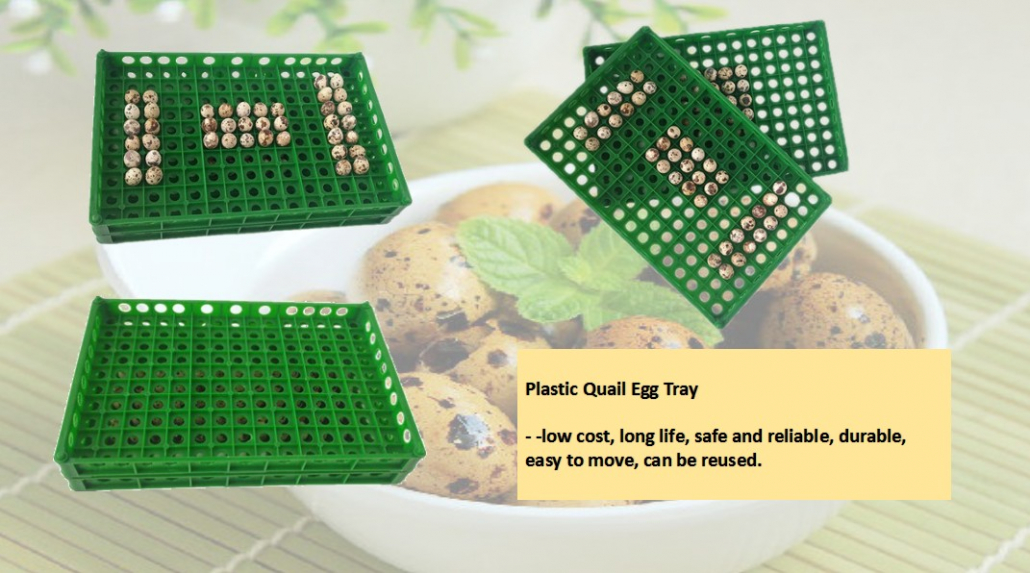 Plastic Quail Egg Tray